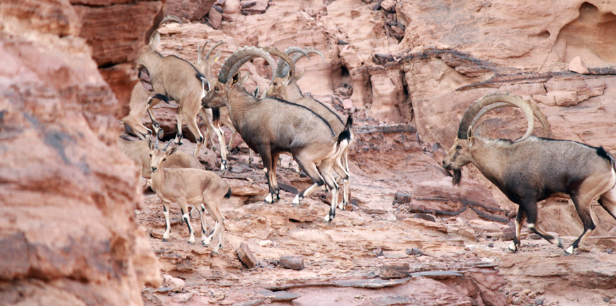 Ibexes which were released to live in Wadi Rum on Thursday (Photo courtesy of the Wadi Rum Nature Reserve)